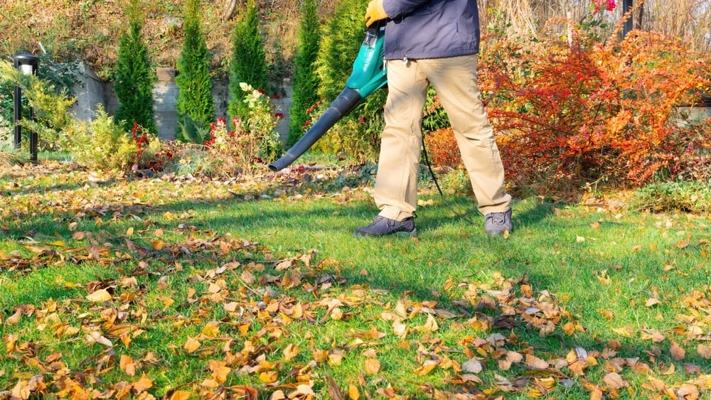 Blowing Leaves - SB_10-9-25