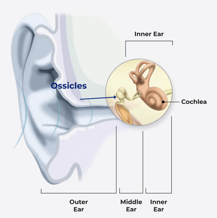 _Ossicles of the Middle ear